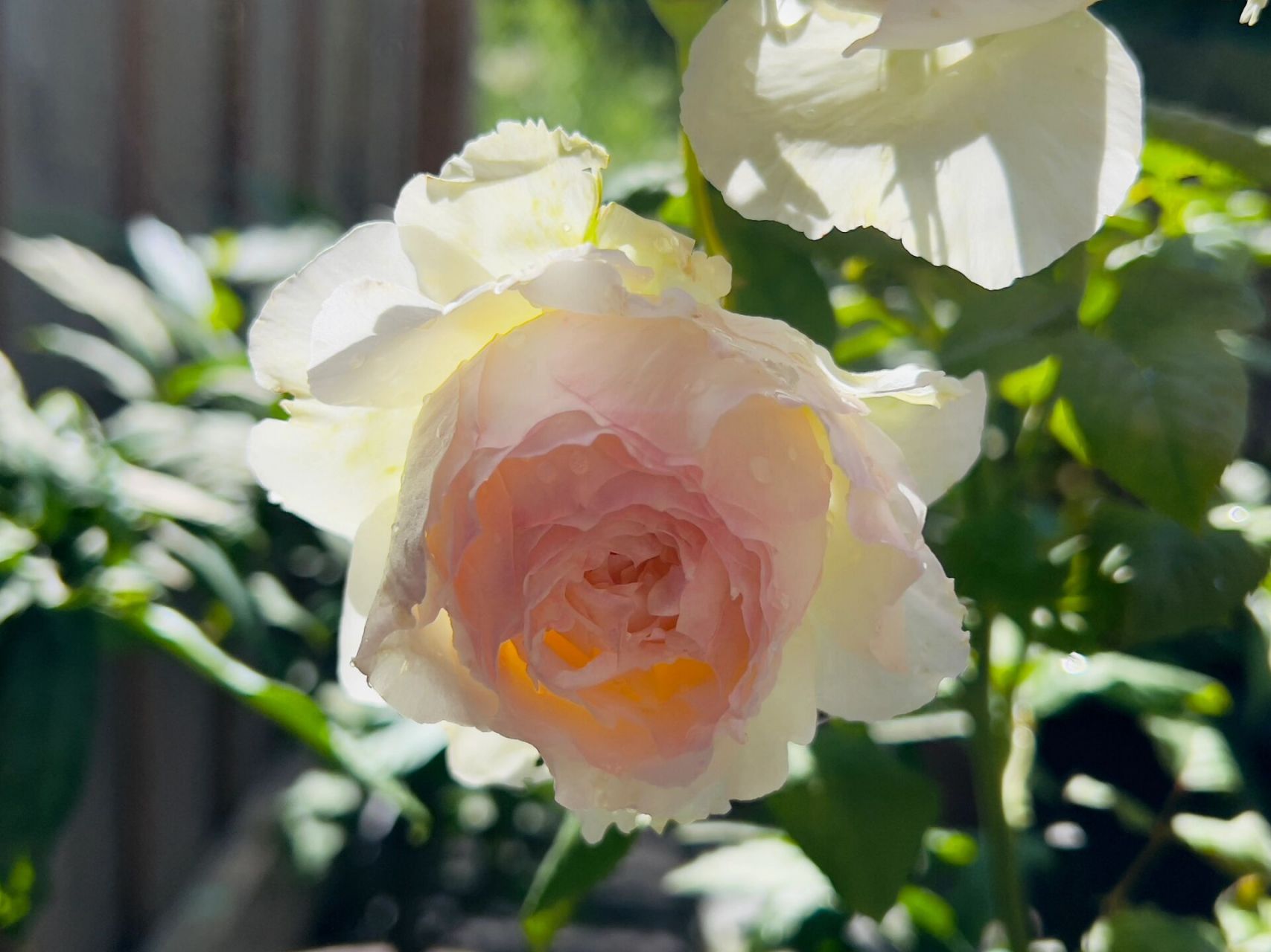 佩尔朱克月季 被誉为小仙女的佩朱,从有花苞到开花时间有点长哦!