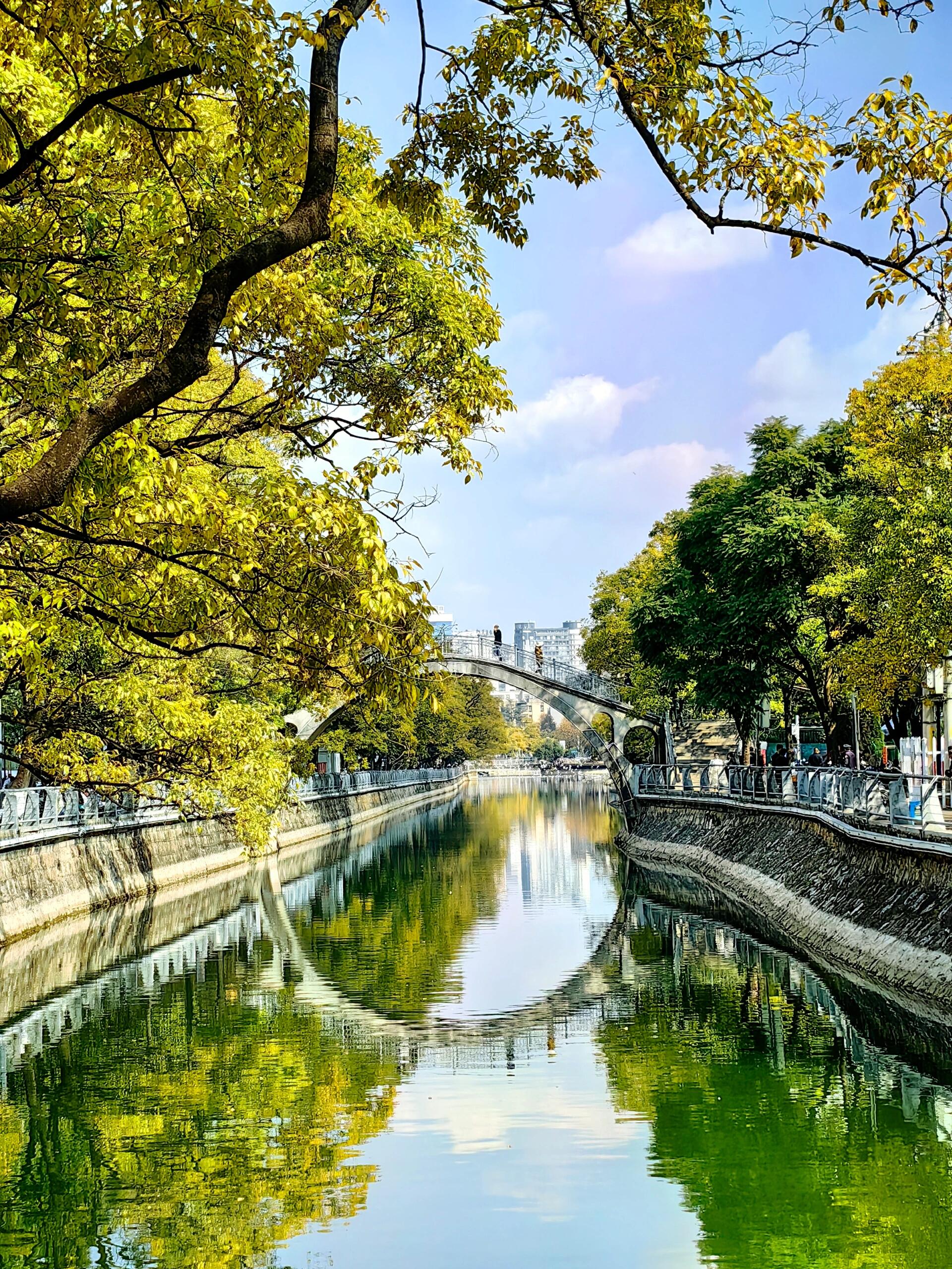 大观河畔|风景如诗美如画 一晃又一秋,昆明大观河两岸的滇朴又披上了