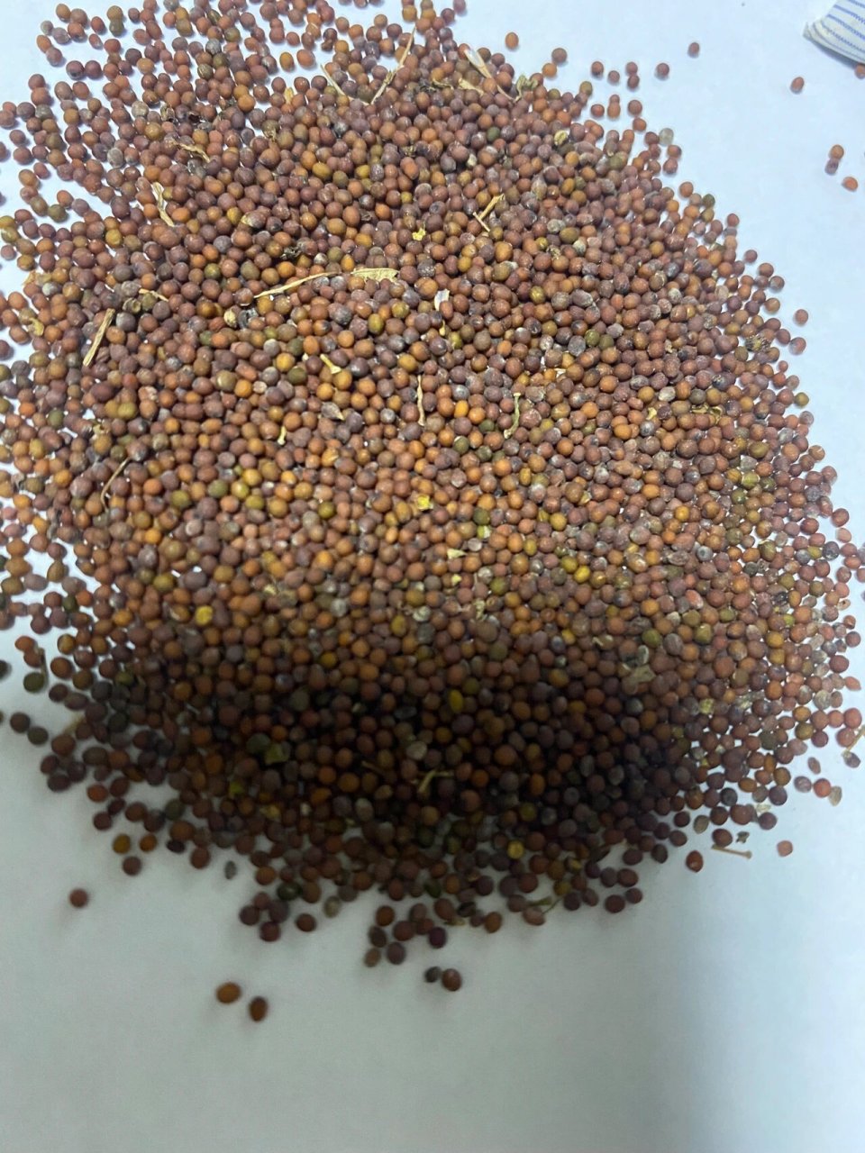 各种中国菜籽 喜欢种菜的朋友需要菜籽的来 有芥菜籽