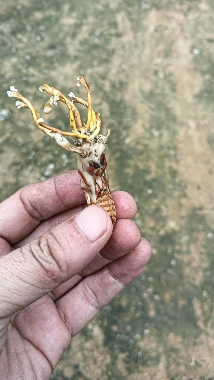 有人说金蝉花是怎么怎么形成的,多么多么有营养,我不信,把外面包裹的