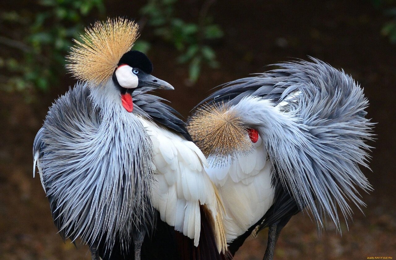 又称东非冠鹤,是一种小型鹤类.