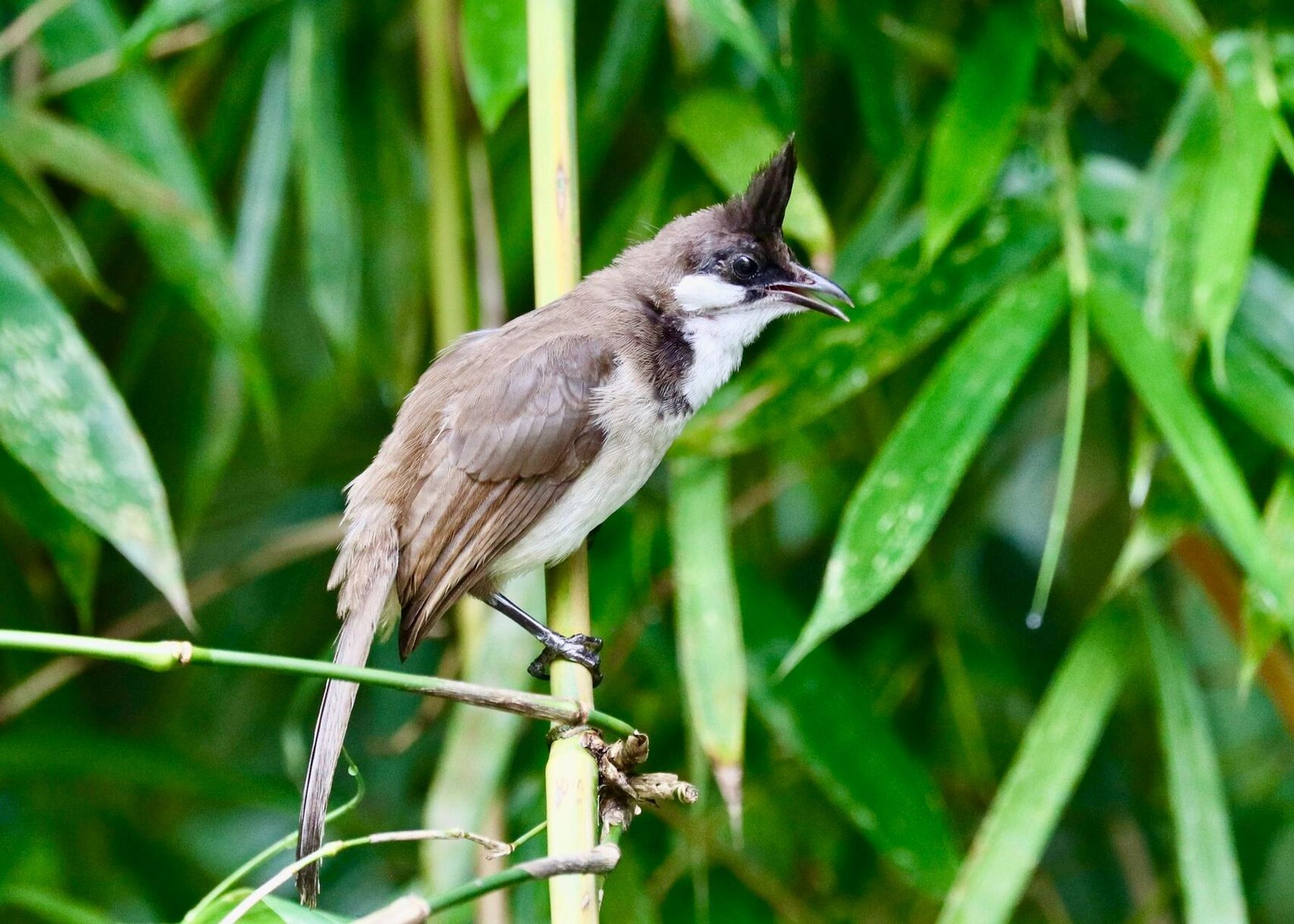 天河公园打鸟之白耳鹎. 又一常见的小精灵