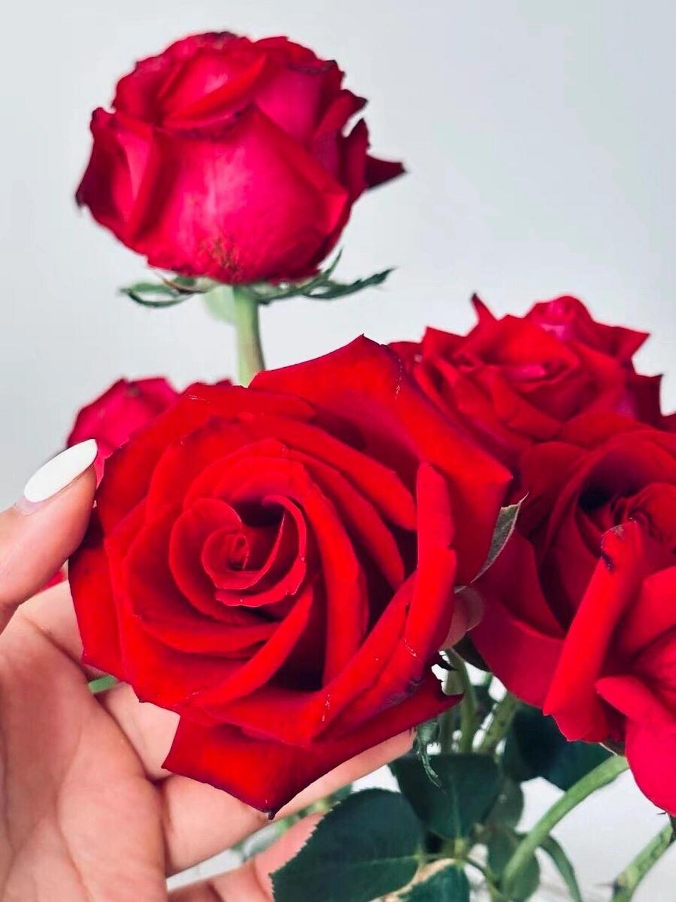 卡罗拉,最常见的红玫瑰.