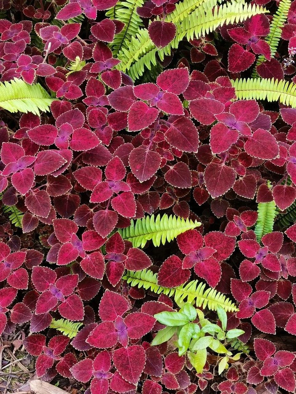 植物科普 | 五彩苏 五彩苏93 别名:锦紫苏,五色草 花期:7月 科:唇形