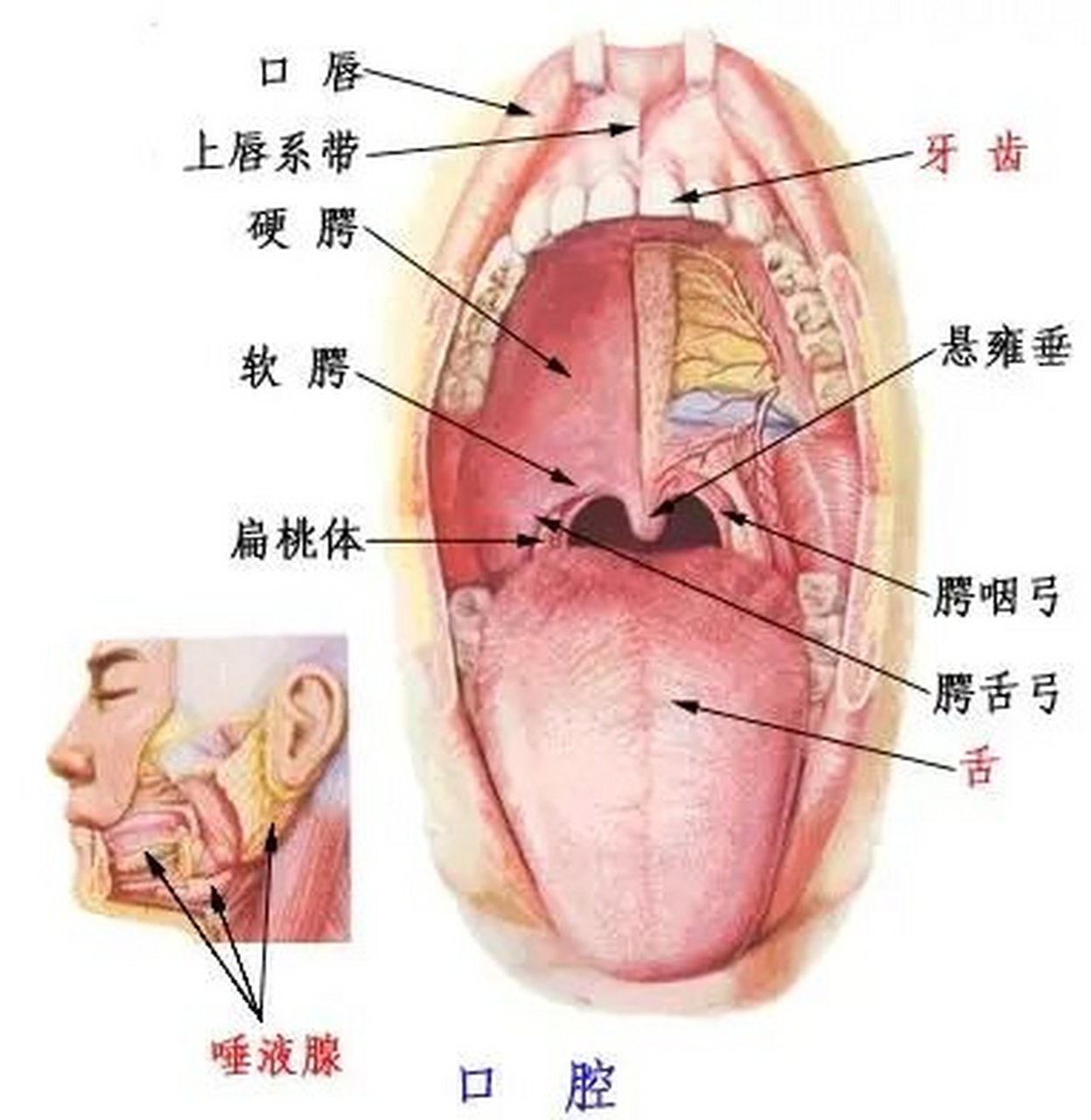 硬腭中间凸起硬硬的图片