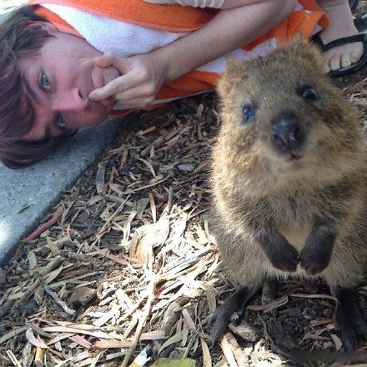 短尾矮袋鼠,是澳洲的一个濒危物种.