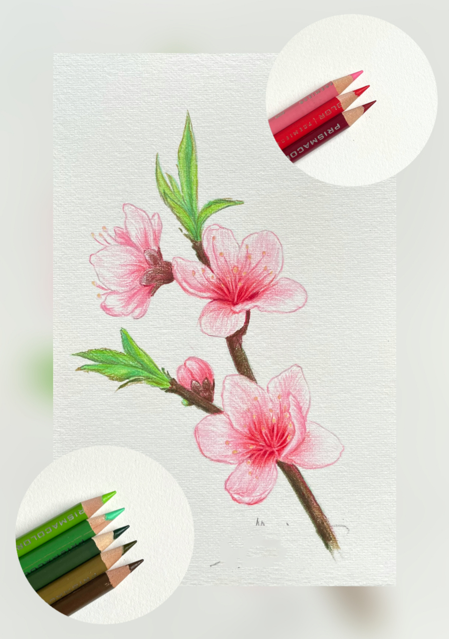 彩铅花卉(15)桃花 彩铅桃花的绘画步骤图 纸张:细纹水彩纸 ;彩铅