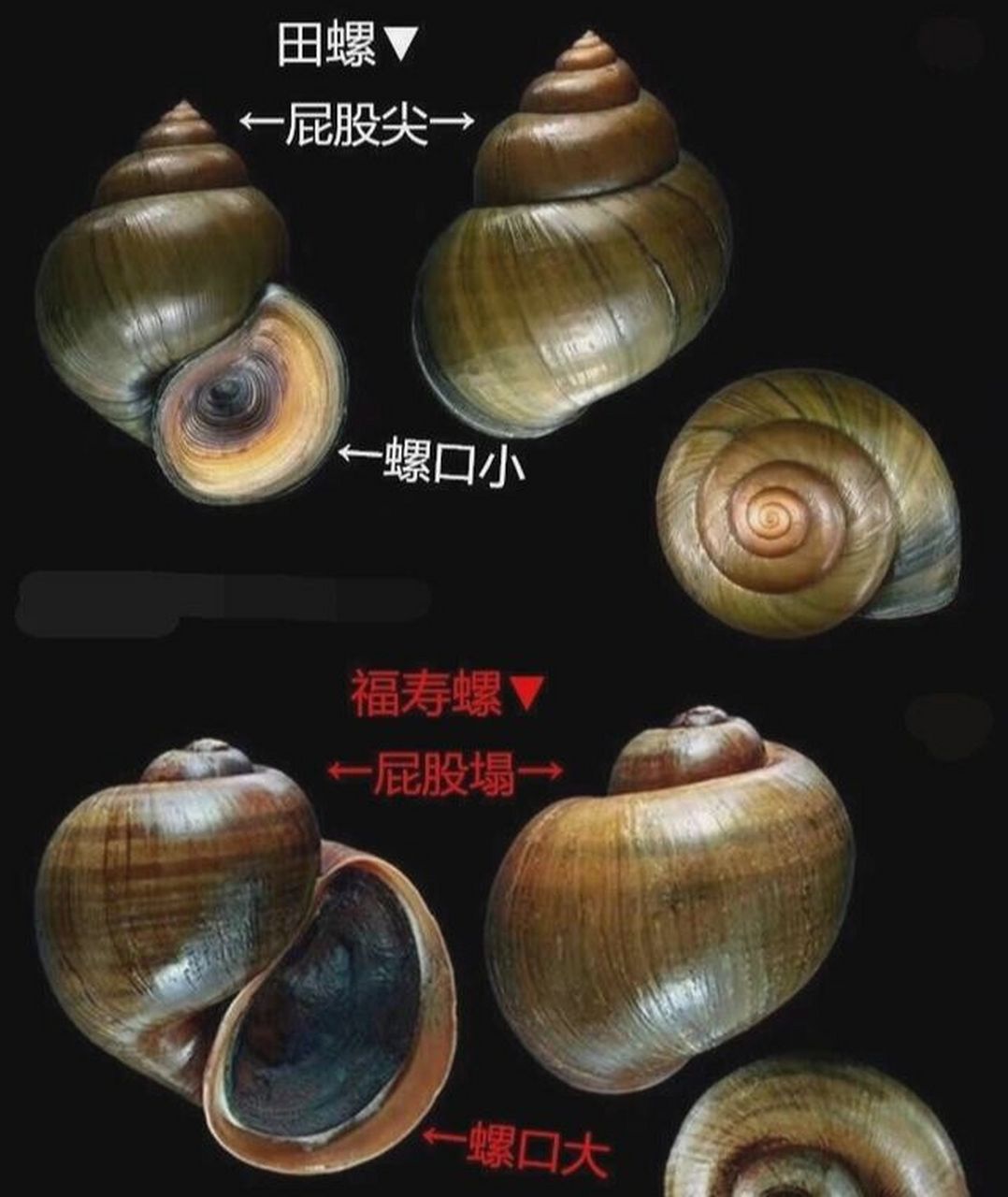 阿福和啊田,其实很好辨认 辨认方法很多,很多人从屁