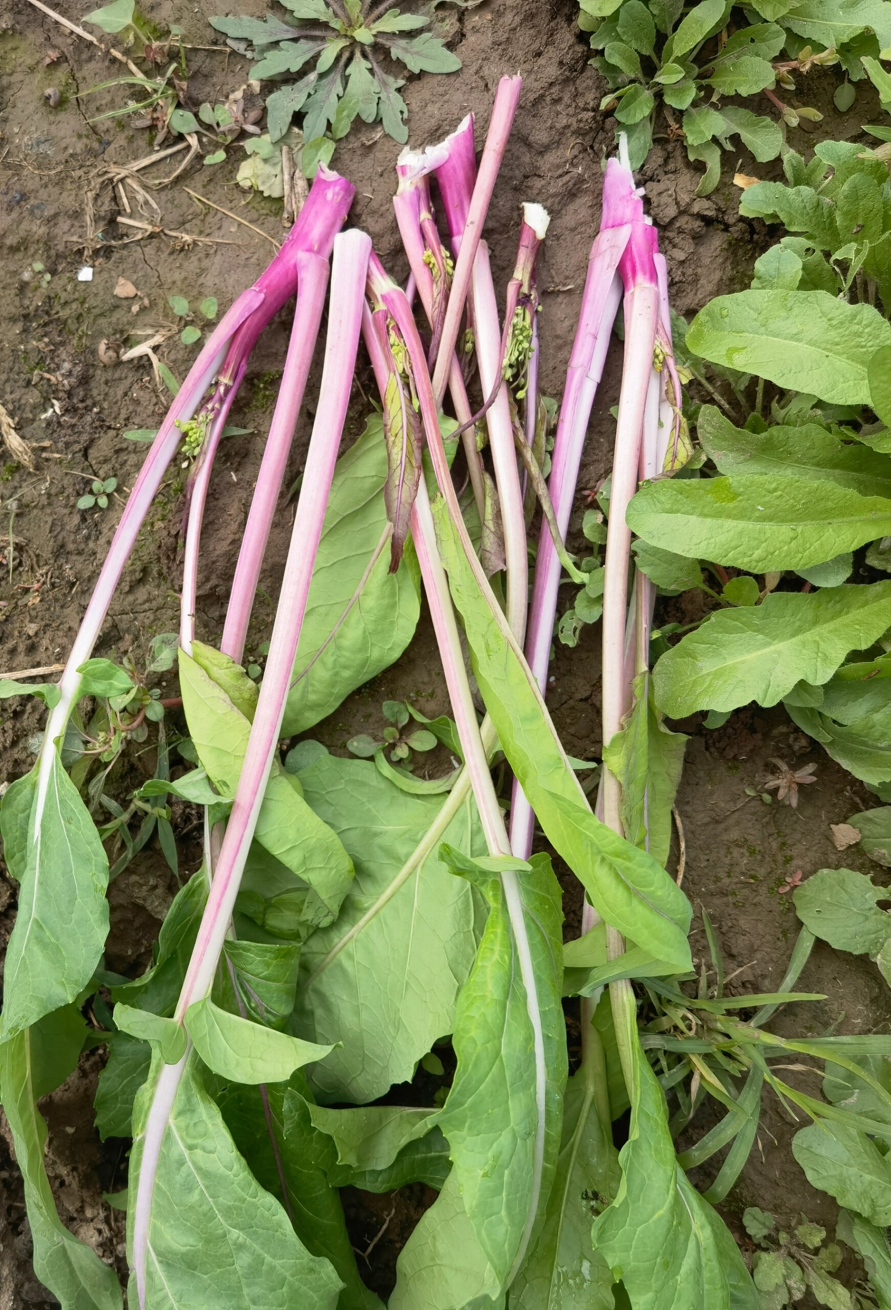 菜苔长什么样子图片图片