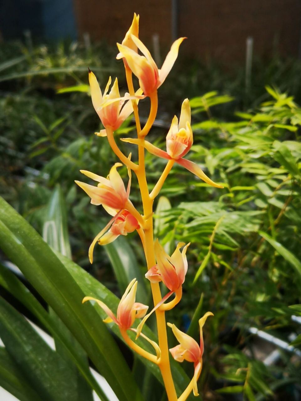 墨兰名品中国牛 终于让我完整的赏了一次中国牛的开花959595