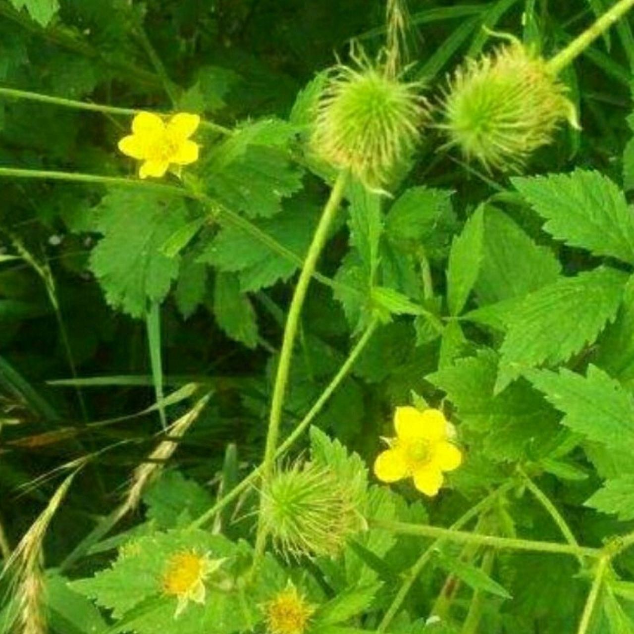 蓝布正的功效与作用 97益气健脾,补血养阴,润肺化痰 蓝布正为蔷薇科