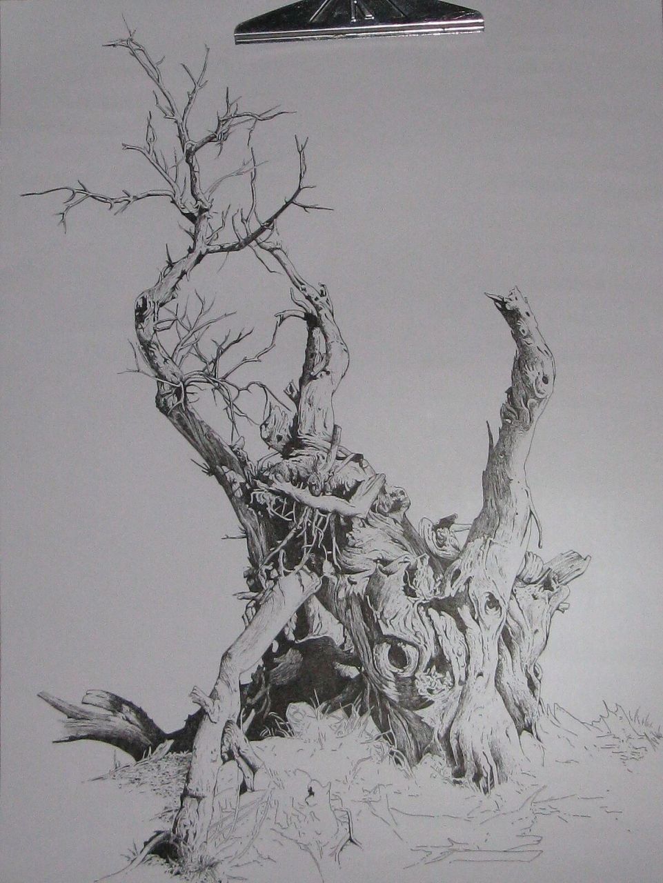 钢笔画-《胡杨》