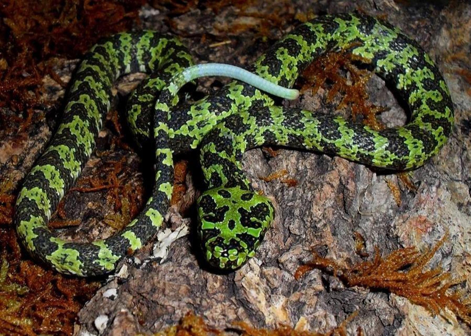 头蛇(拉丁学名:protobothrops mangshanensis)是中国的特有的巨型毒蛇