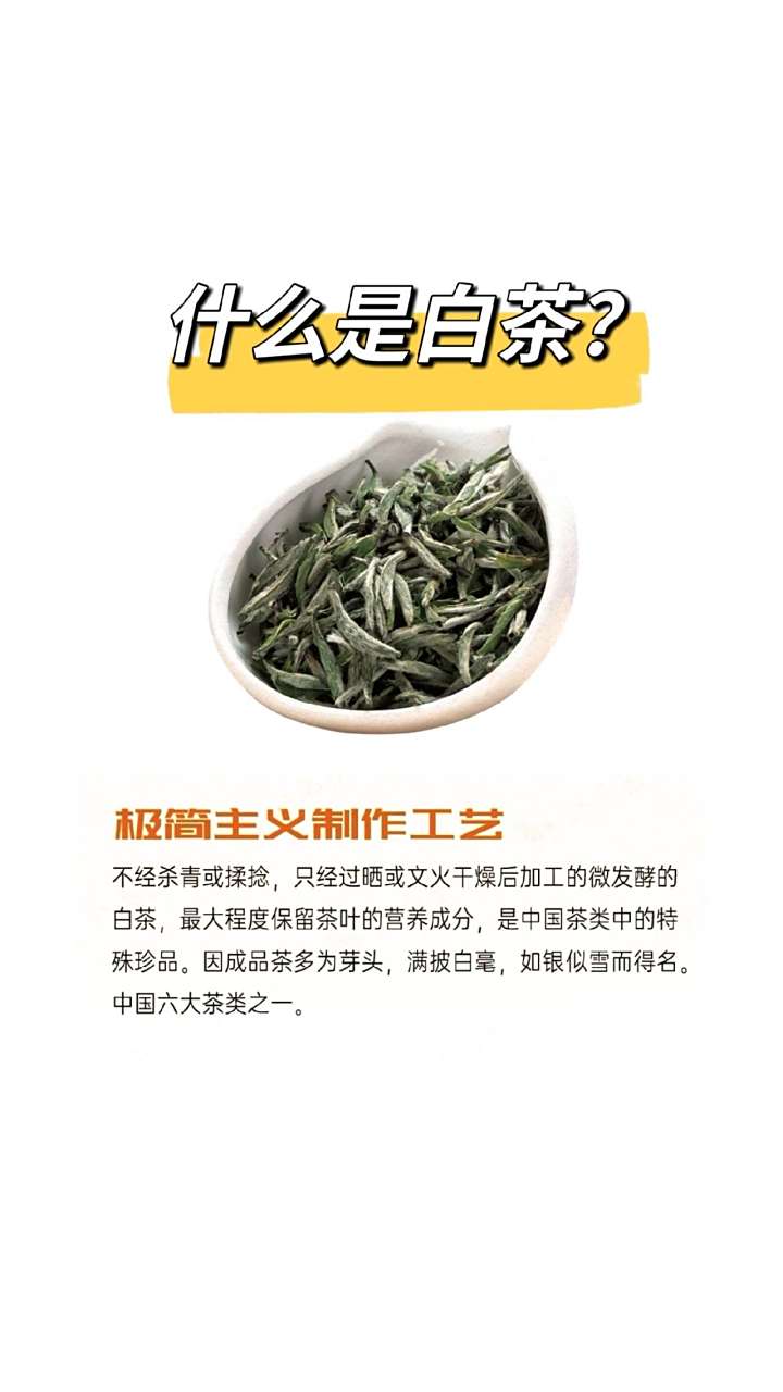 白茶 福鼎白茶 老白茶 白茶的功效与作用 白茶怎么泡