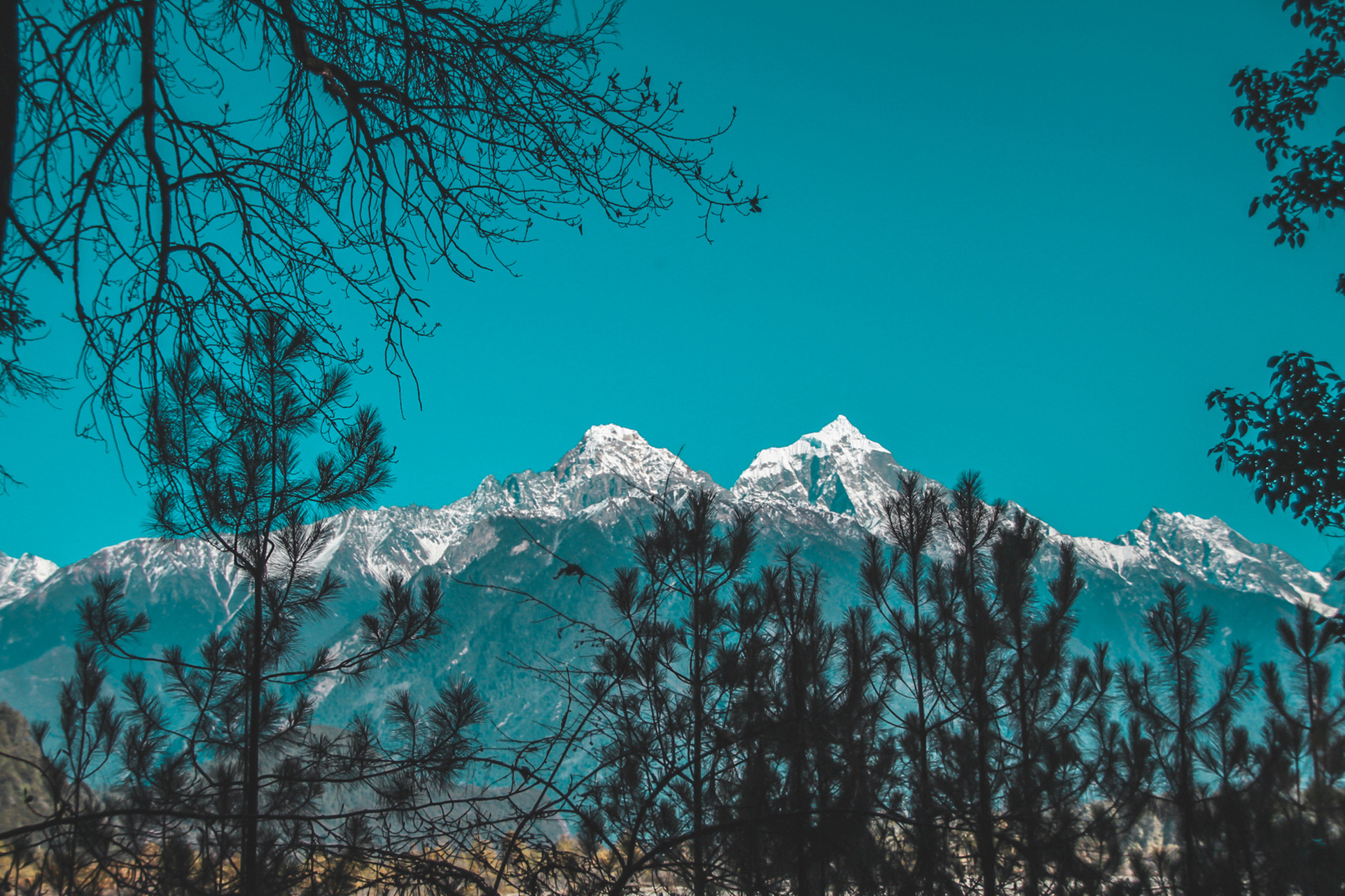 【波密】带你走进国内最美小众森林 中国最美森林之一,岗云杉林也算一