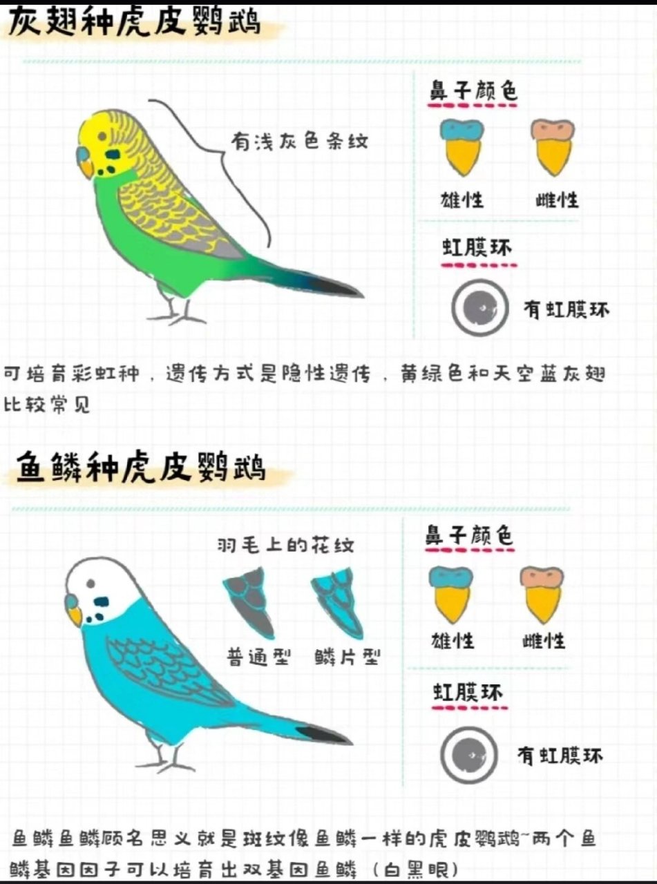 虎皮鹦鹉分类及图片图片