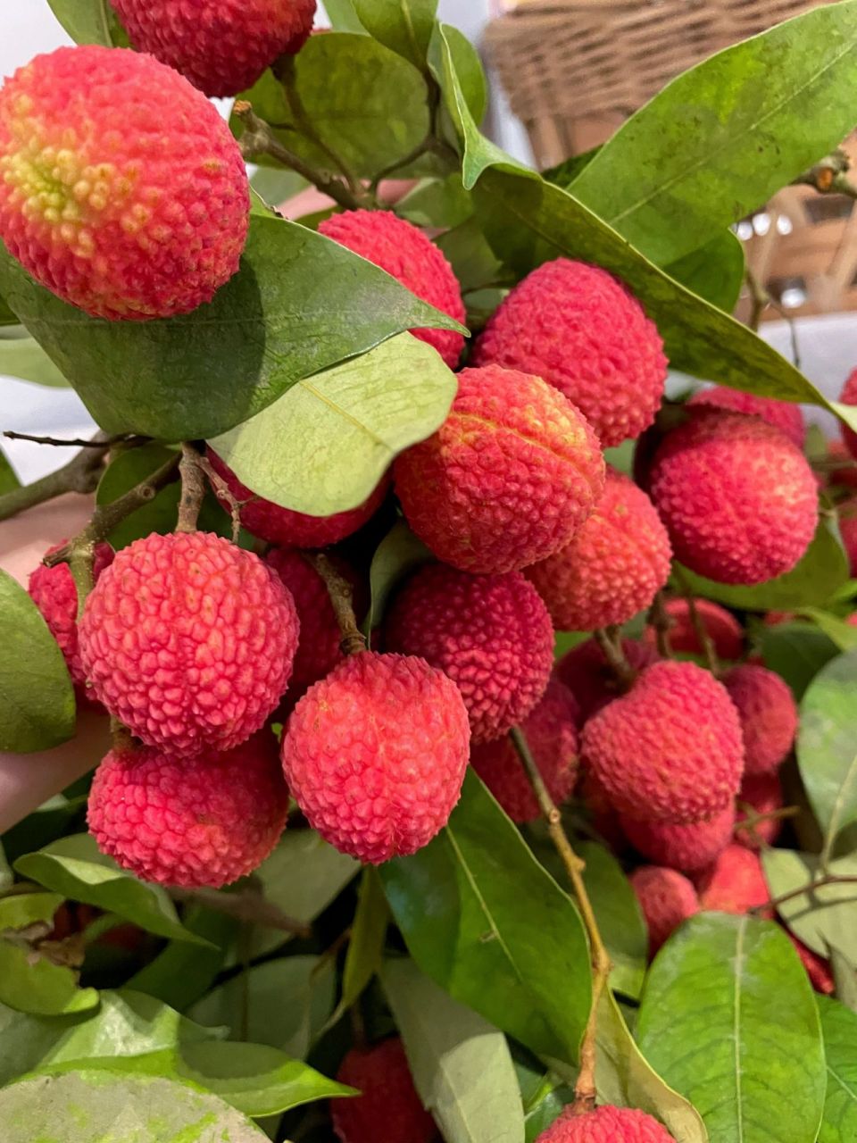 荔枝界的新网红"冰荔"96 冰荔荔枝中的"爱马仕"拥有艳红的外壳 果肉