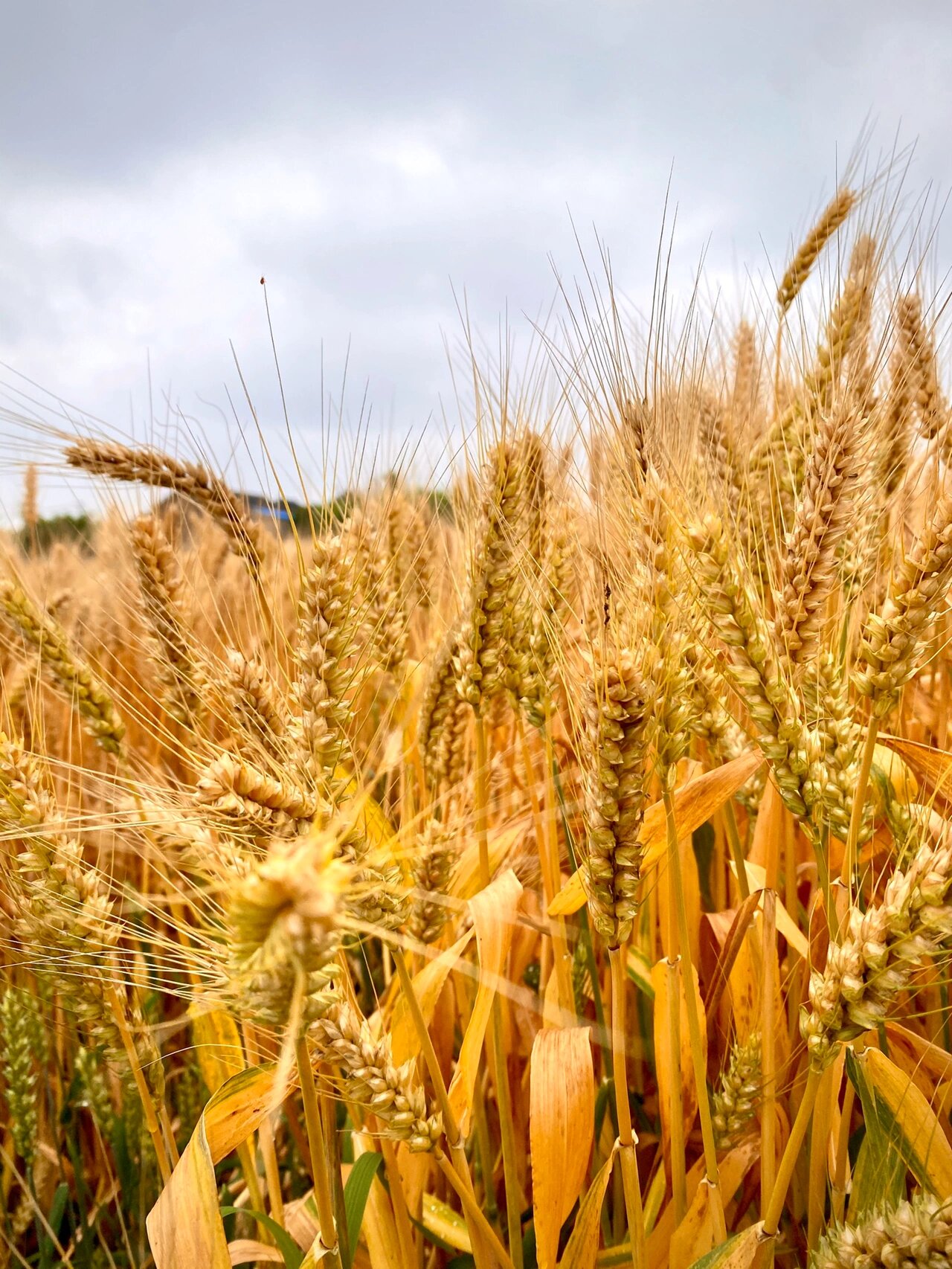 今天外业拍到了雨后即将成熟的麦子
