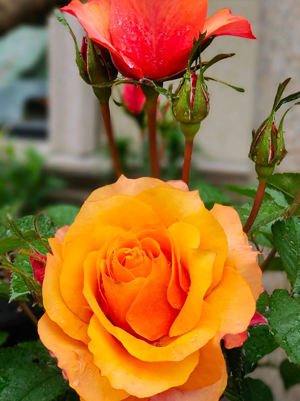 月季测评之 艾帕索 可能是花最大的微月了,可以比很多茶月季还大,橙黄