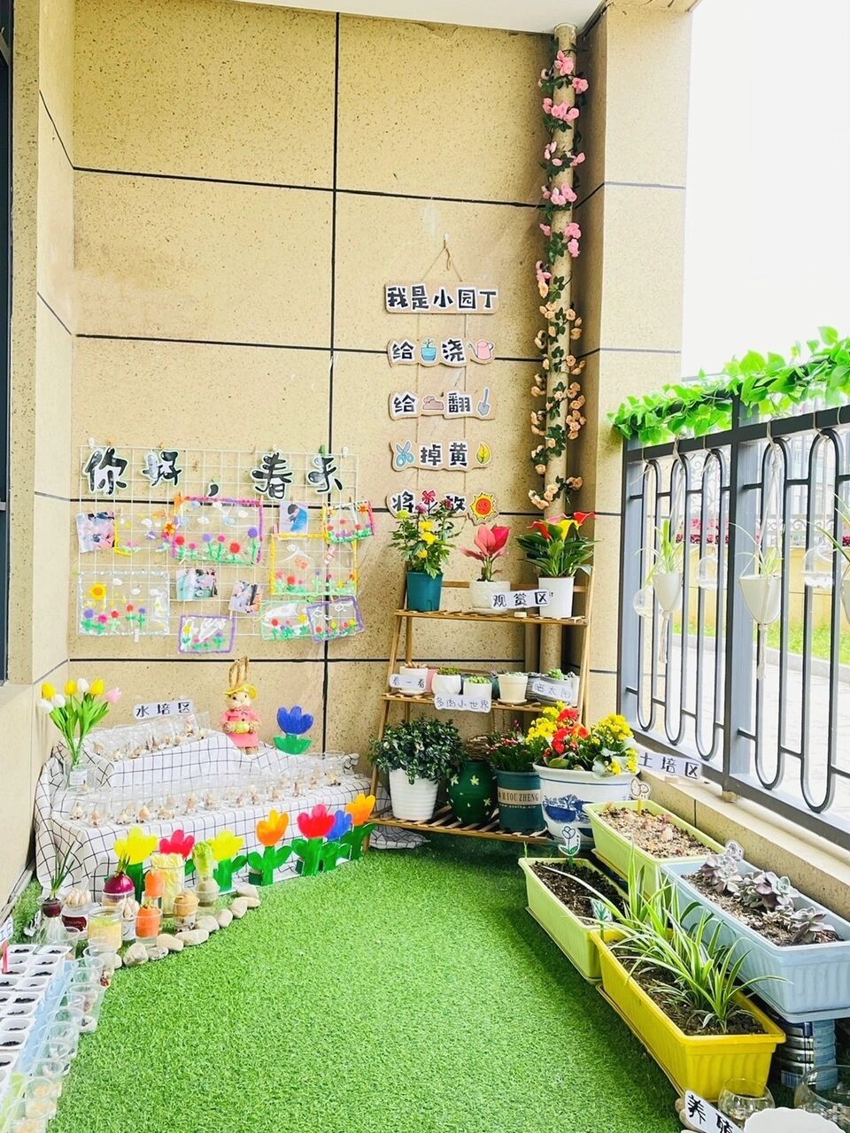 背下来阐述,最终还是很顺利的 我们大班的植物角分成了观察区,水培区