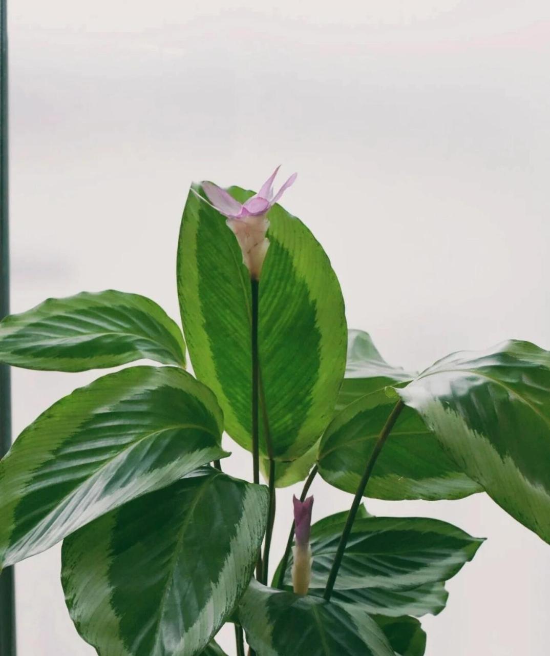 青莲竹芋 花期长(3个月还在开 )叶子美 科学家验证植物是有意识的
