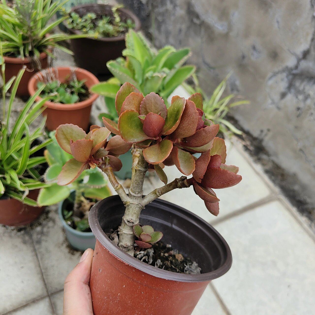 凤尾长寿花老桩 老品种凤尾长寿花老桩苗,都是1年以上的桩.