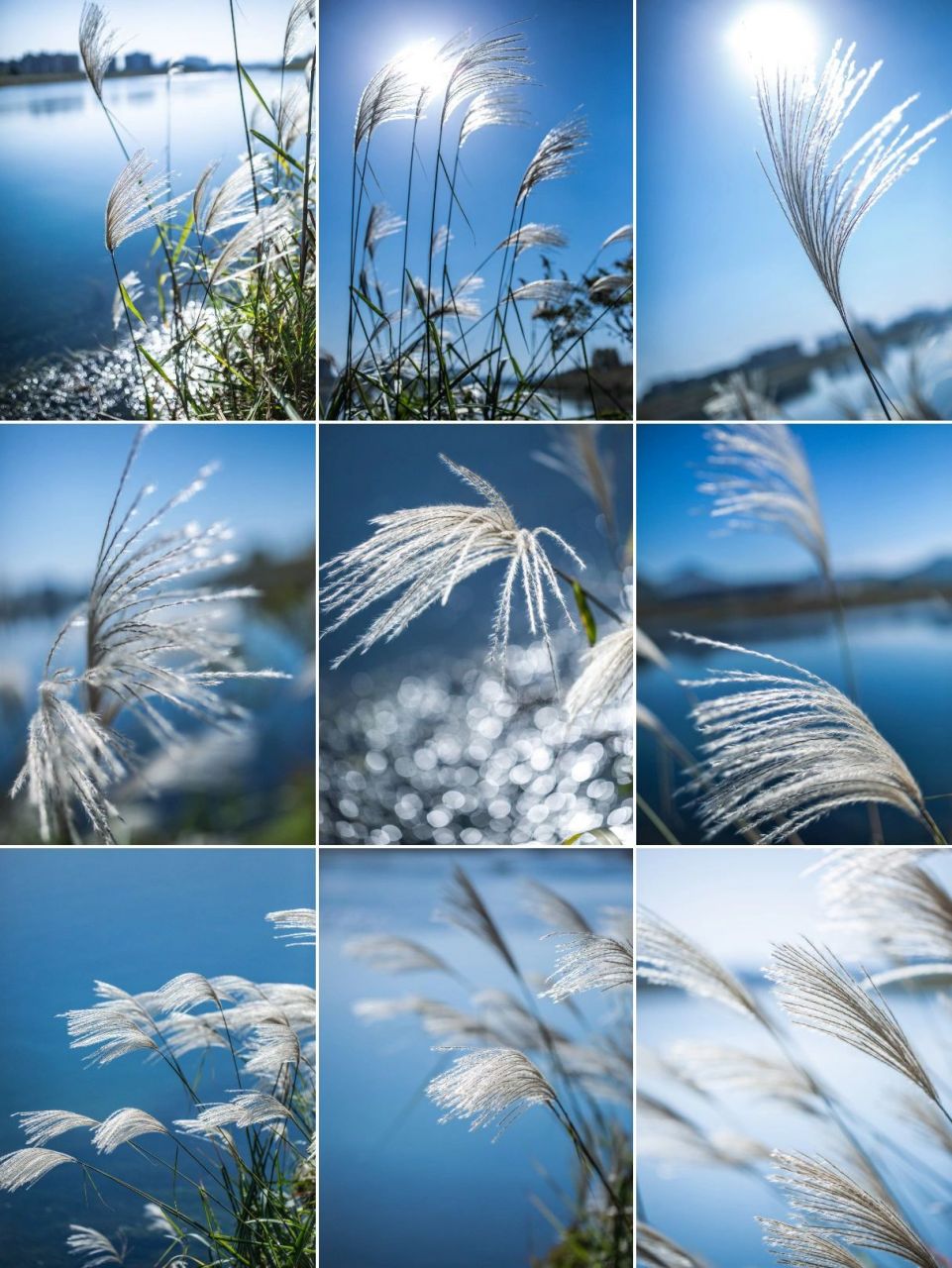 芦苇花寓意着自卑的爱,它默默无闻的开花,就像爱情中那个甘愿为了对方