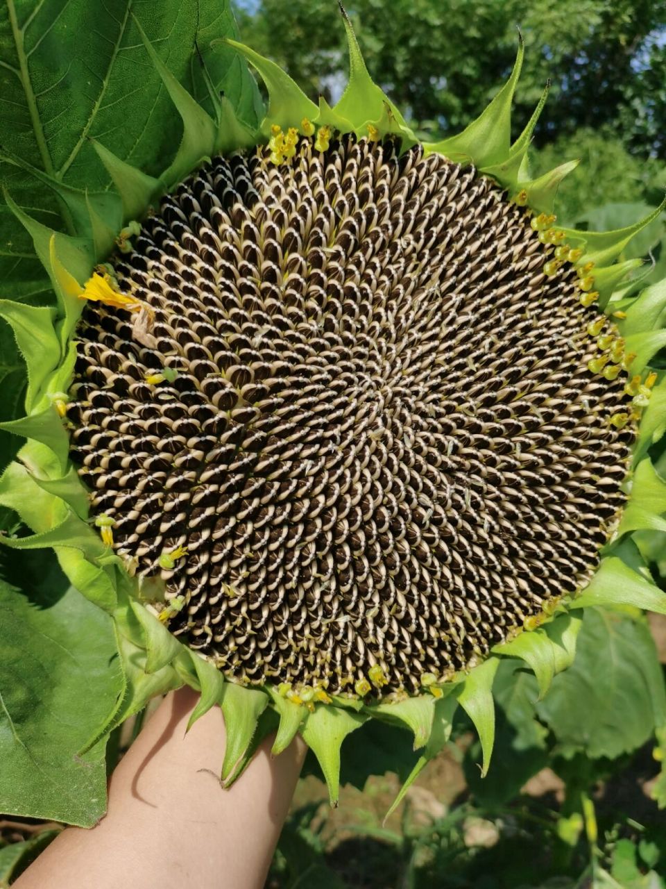 食用向日葵97,可以摘了吗 向日葵不知道现在能不能摘好想摘啊 花盘