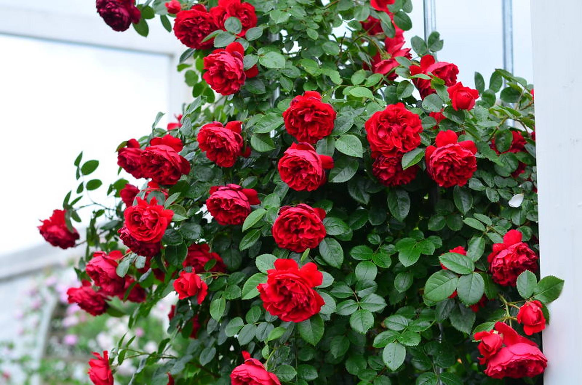 正红经典藤月 佛罗伦蒂娜 正红色藤本月季"弗洛伦蒂娜",德国adr测试