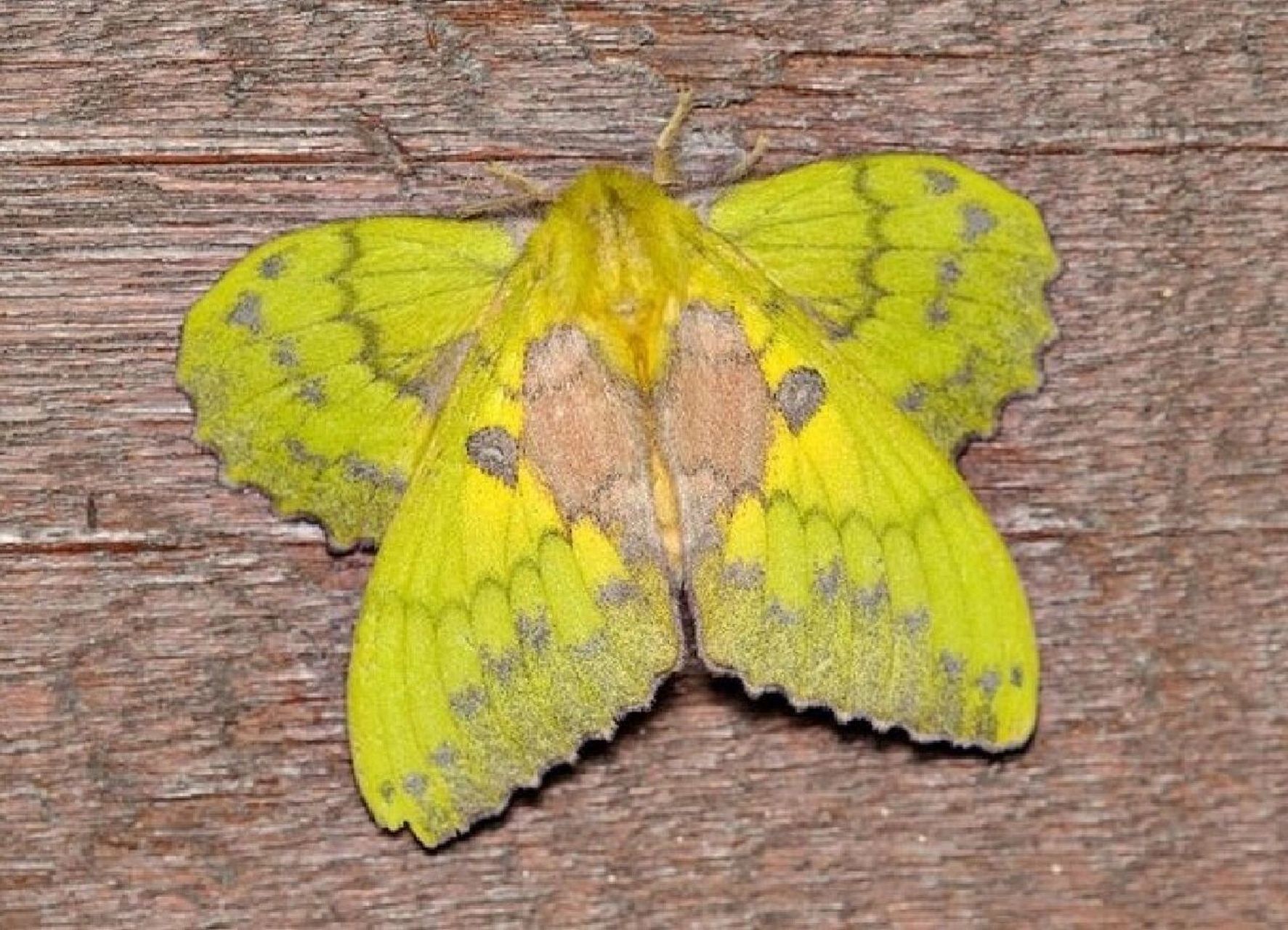 青黄枯叶蛾 trabala vishnou,枯叶蛾科.分布在东亚,东南亚,南亚.