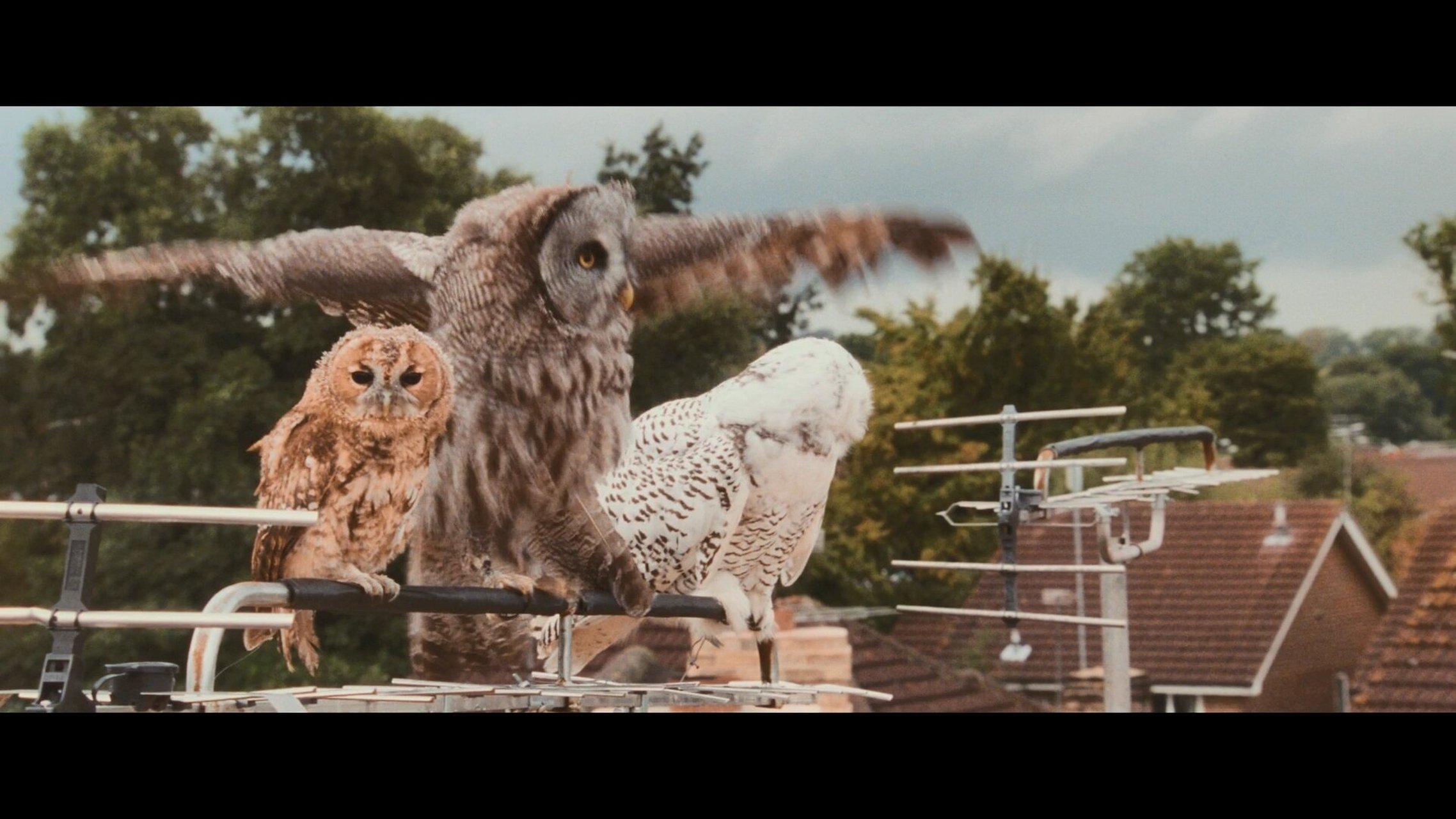 0196 南海子的长耳鸮 | 哈利波特中的猫头鹰 92 魔法与现实