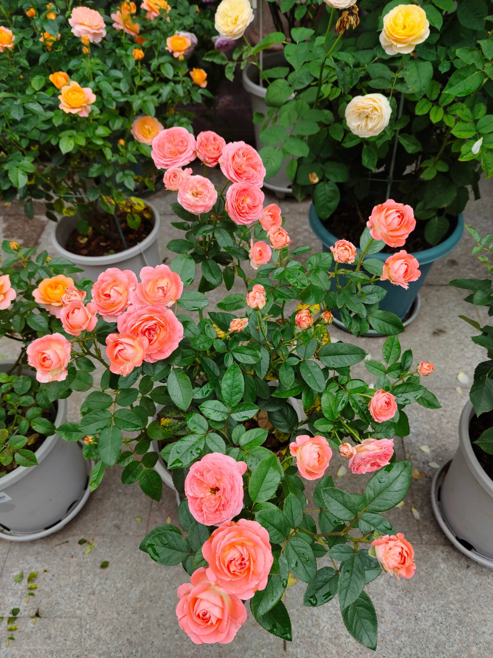 月季测评之 诺娃 阳台系列微月,鲑鱼粉色,颜值较高,株型矮小丰满,多头