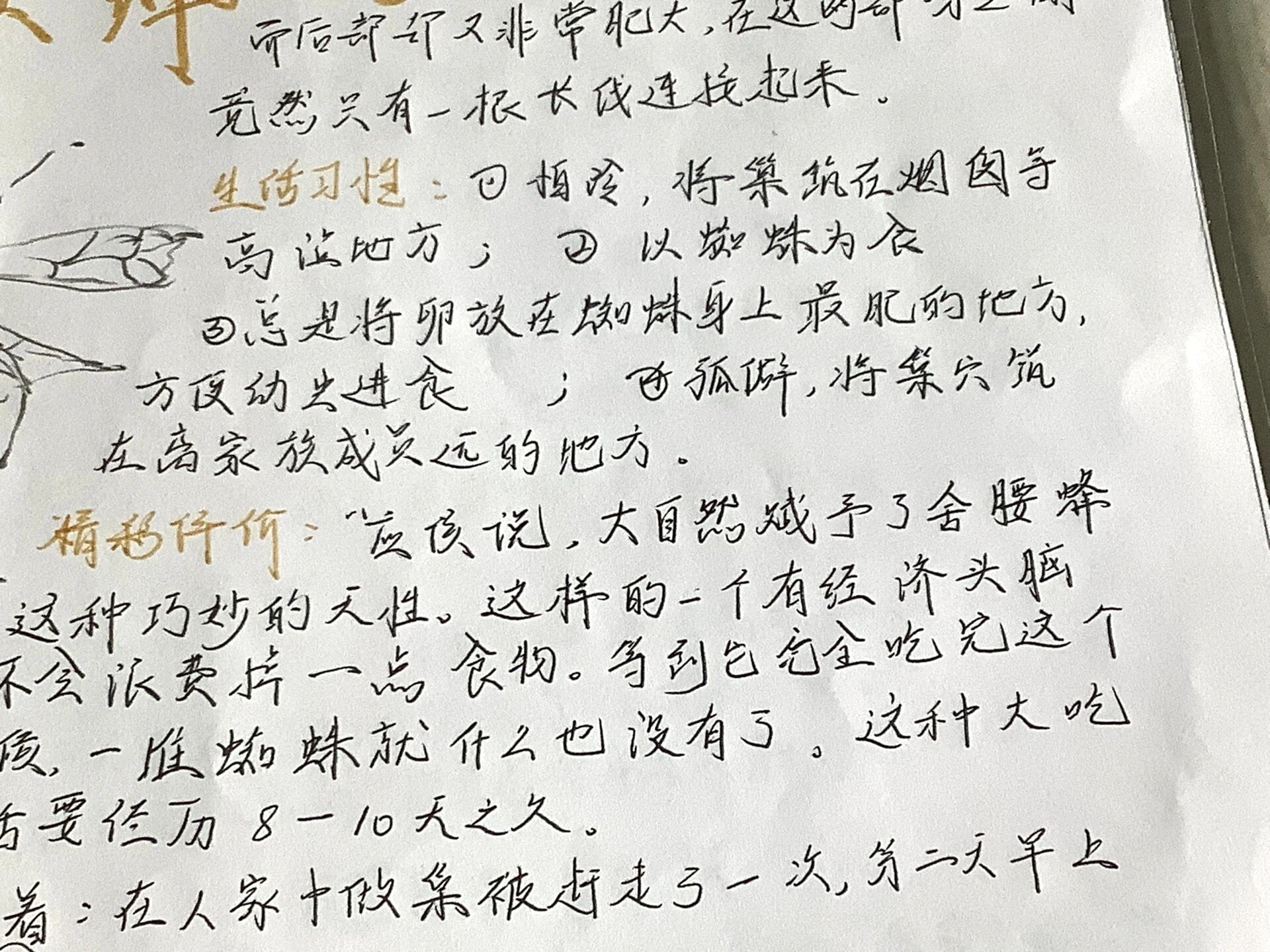 昆虫记—舍腰蜂