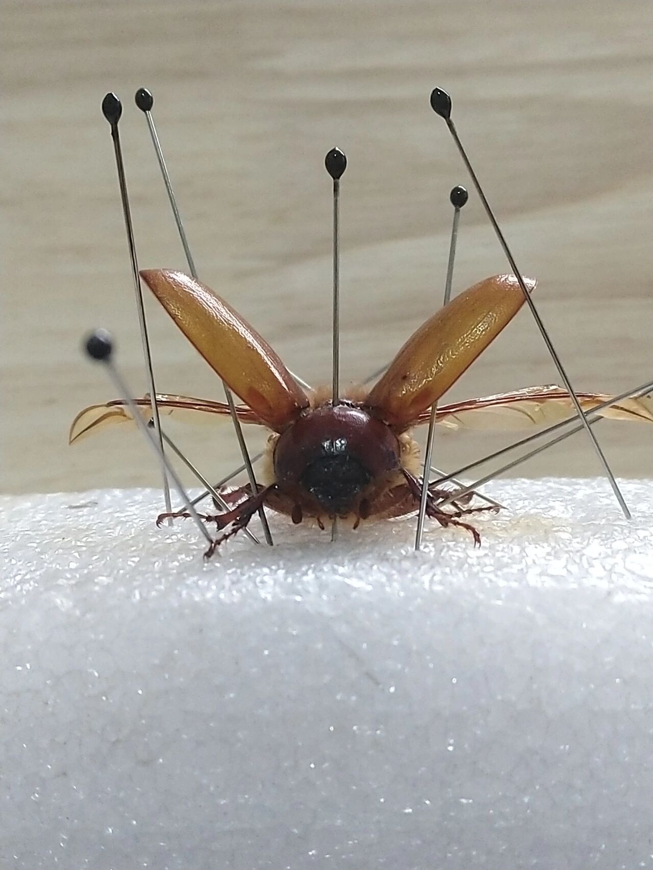 标本制作|大黑金龟子