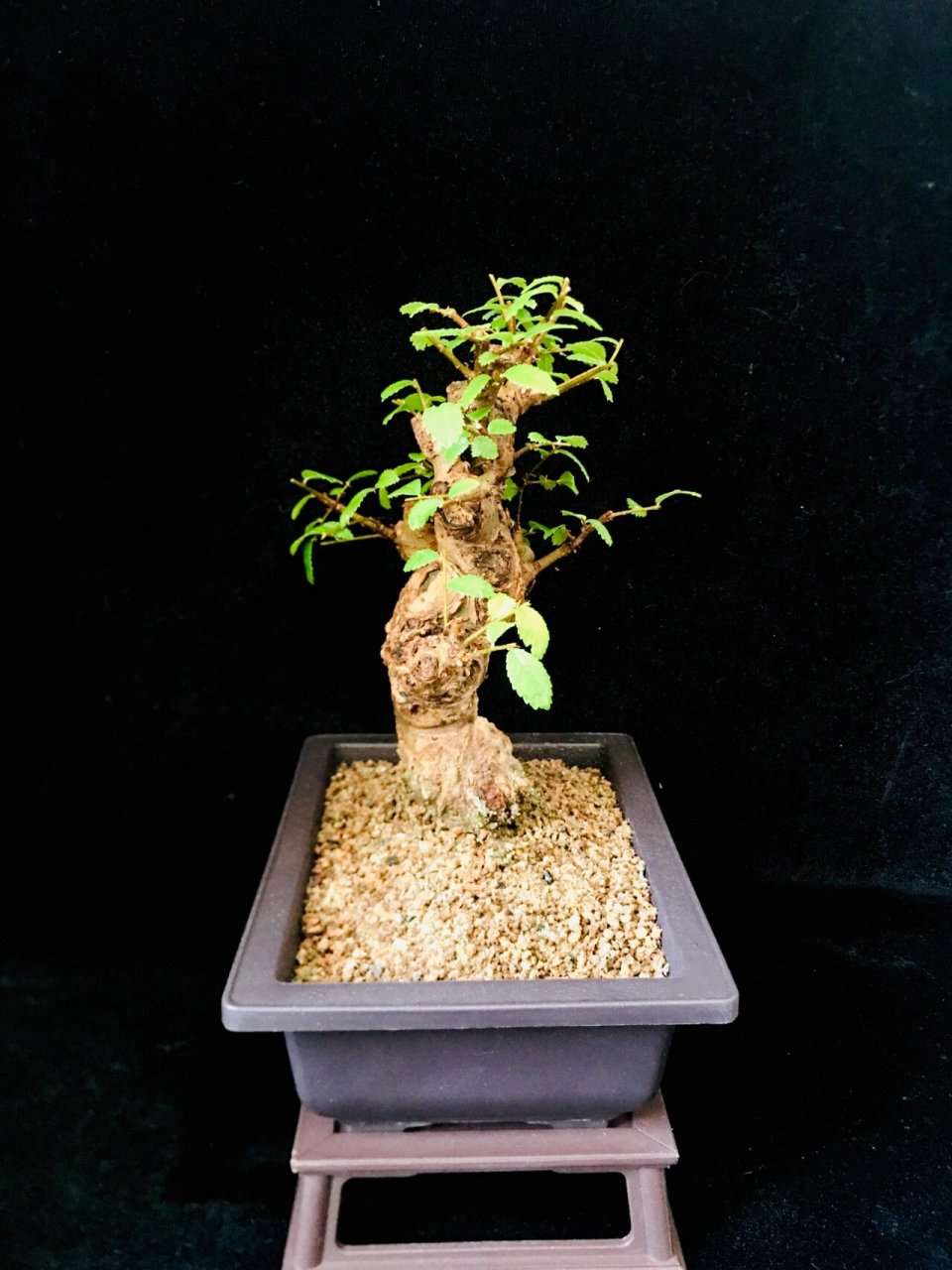 小叶榔榆盆景 红芽小叶榔榆,遇到合适的温度,新叶会发红养了十多年了