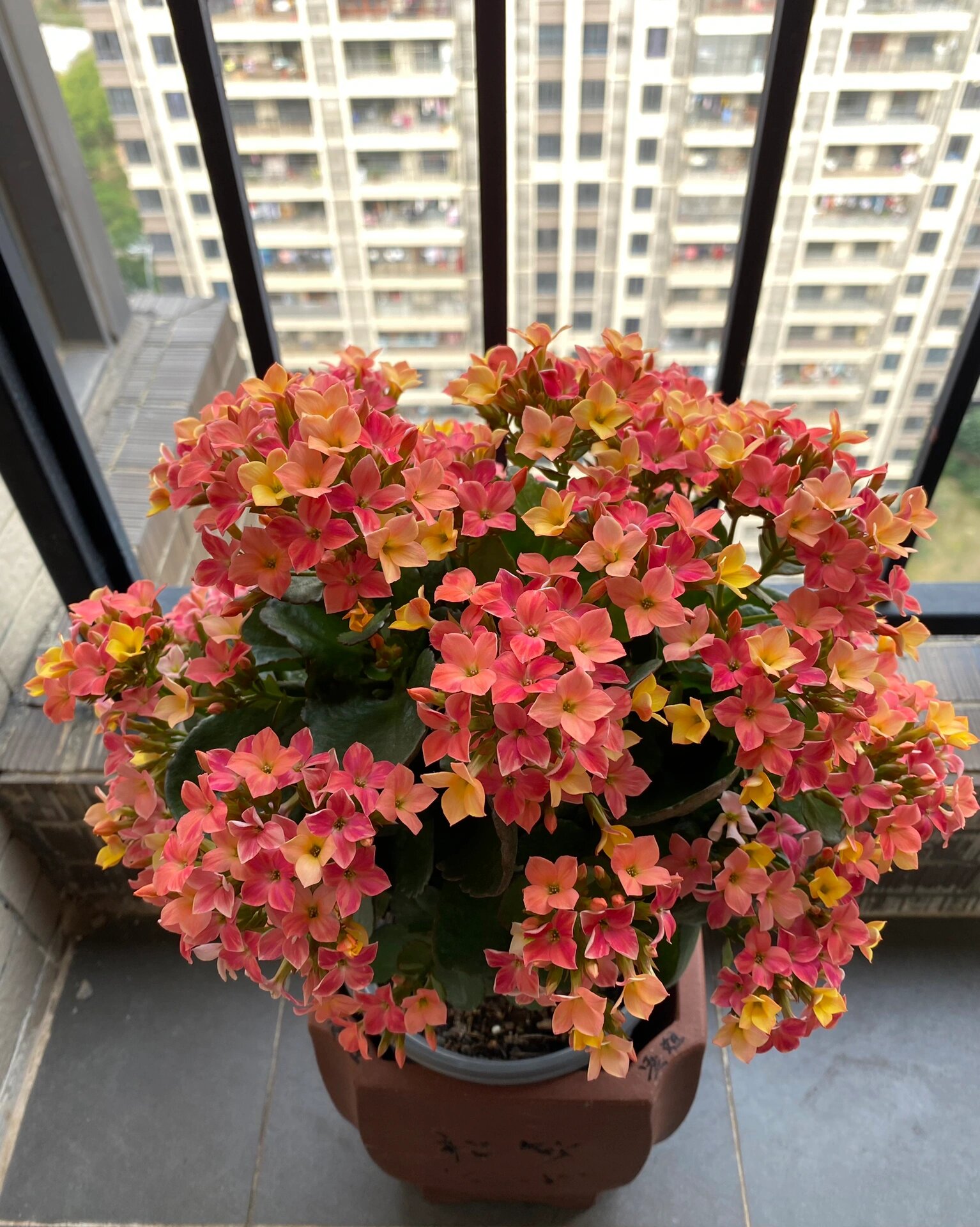 长寿花品种介绍:经典单瓣:新力.