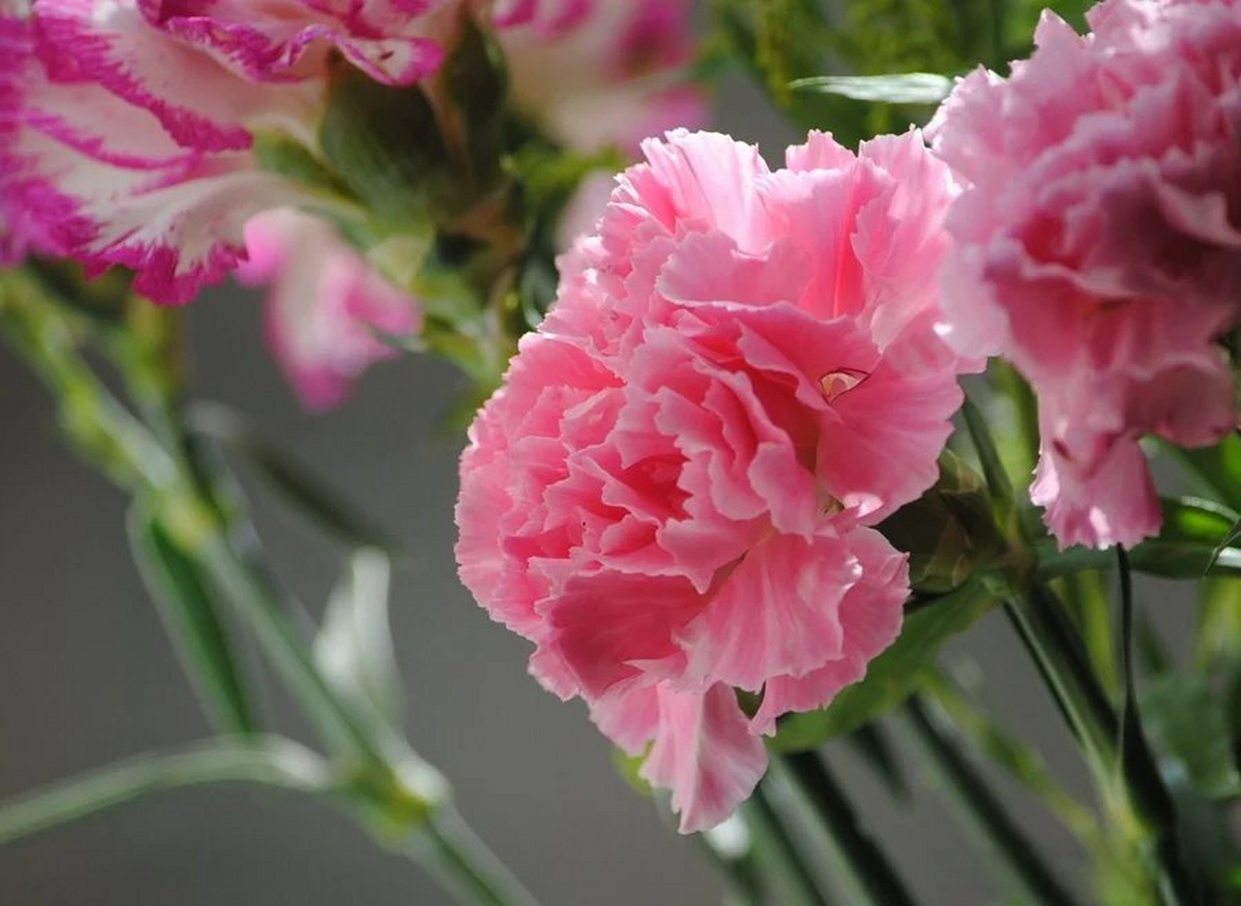 滨职科普# 叮～今天的科普来喽,让我们一起来走进"康乃馨"的科普内容