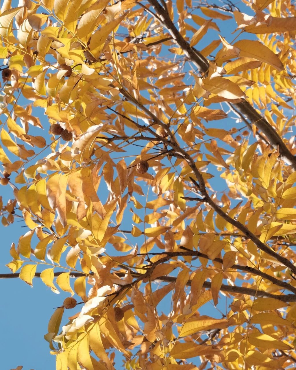 十一月捡什么|你捡到无患子了吗 无患子的叶子开始黄啦,大概是第三张