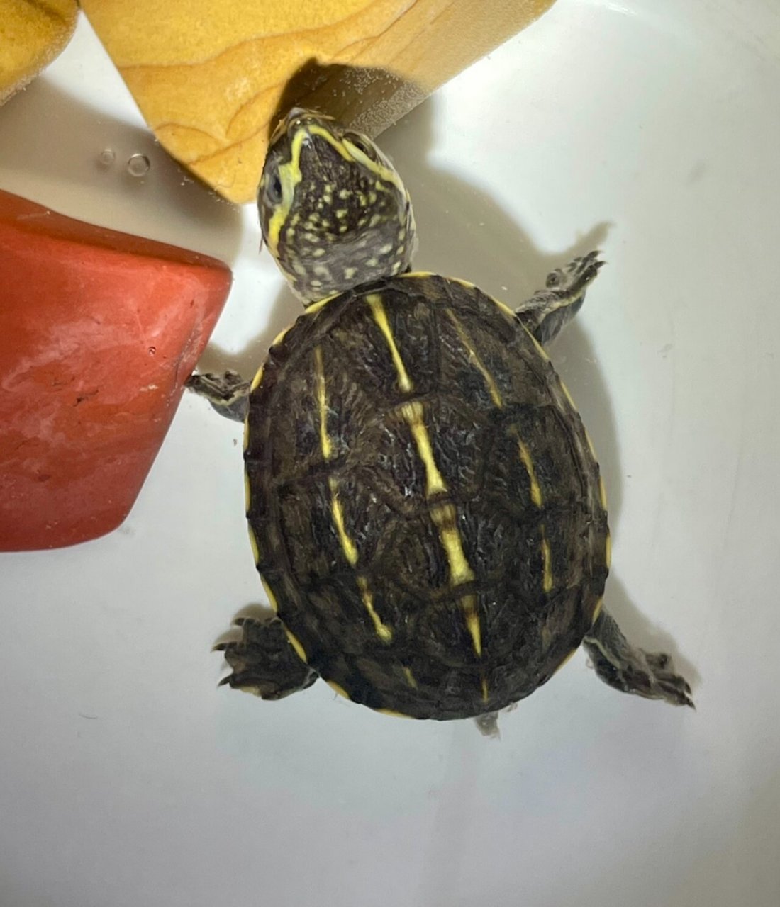 每天一只龟 果核泥龟 别名:果核龟 条纹动胸龟 类