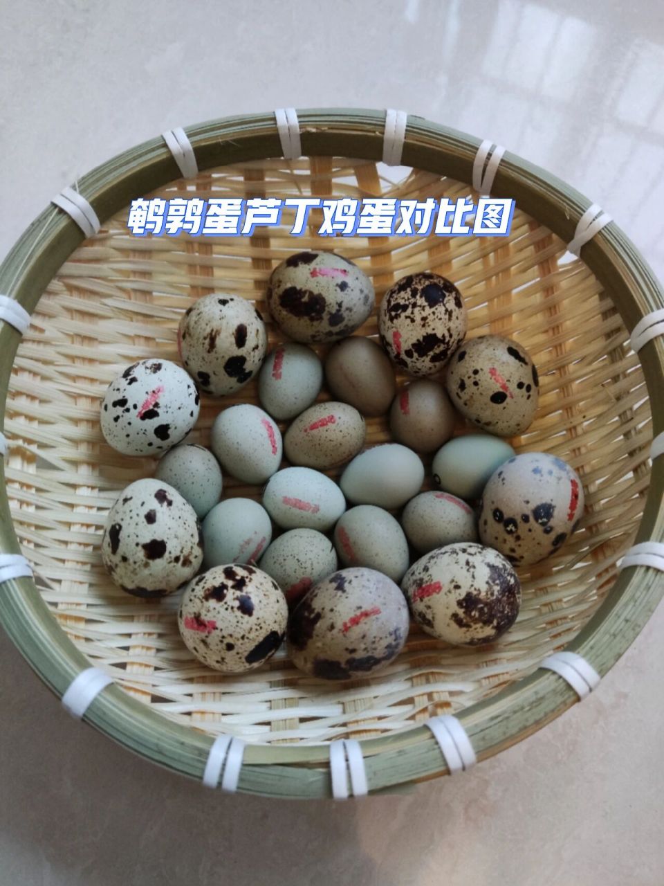 普通鹌鹑蛋和芦丁鸡蛋对比图 没见过的小伙伴们,现在知道一个蛋多大了
