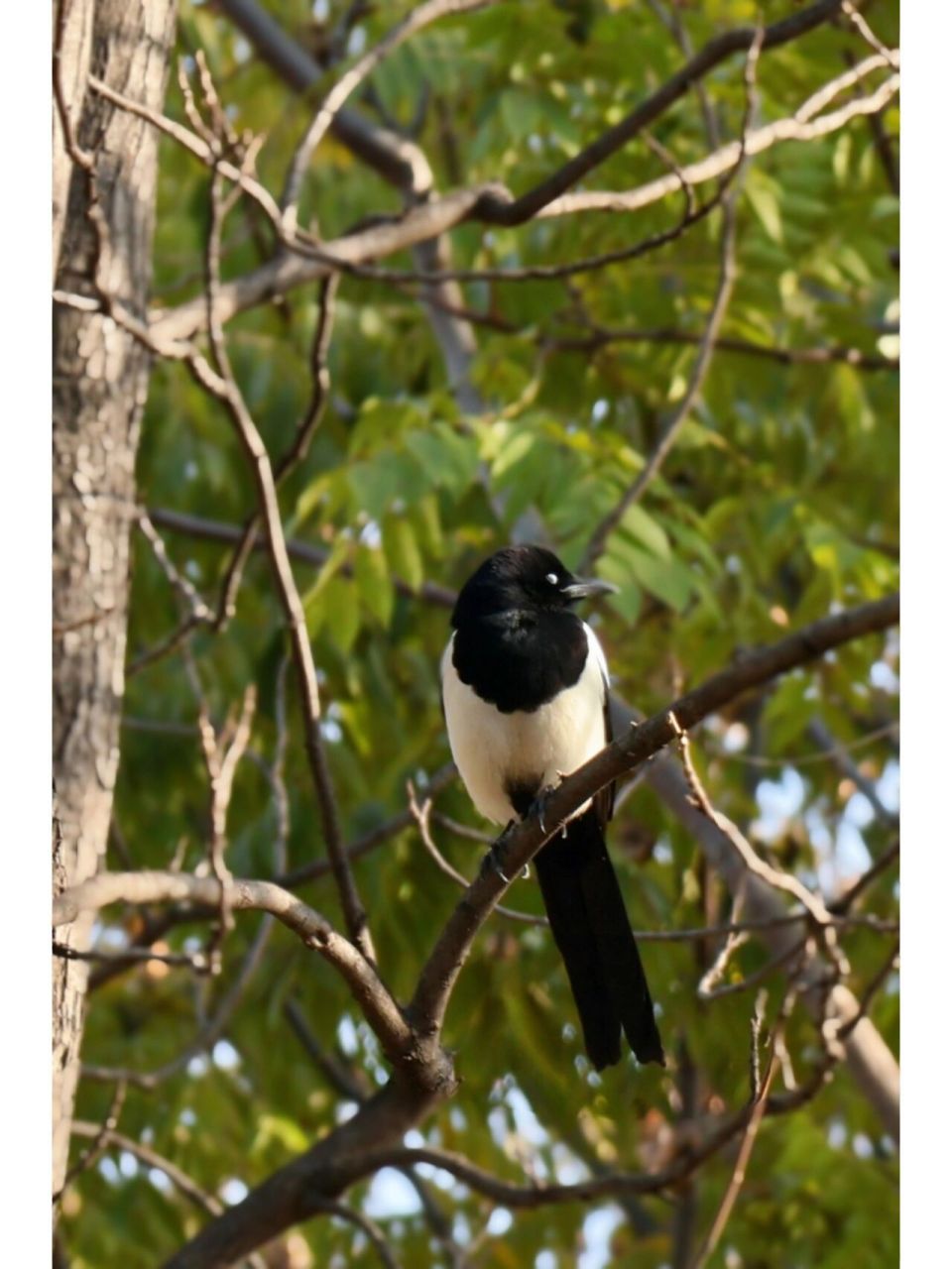 【观鸟】喜鹊 喜鹊(pica pica):鸦科,鹊属