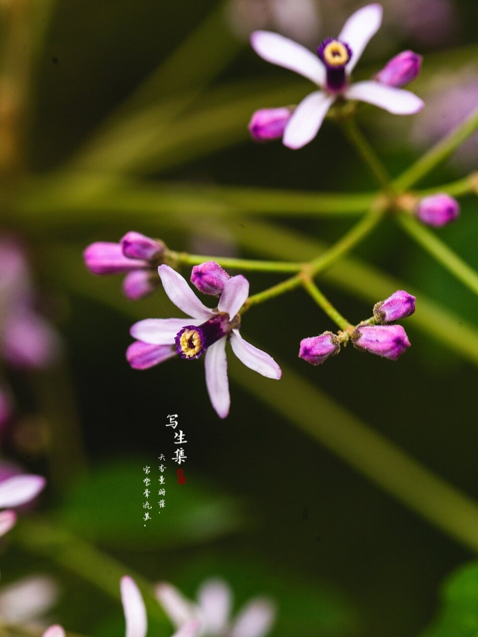 苦槠花图片