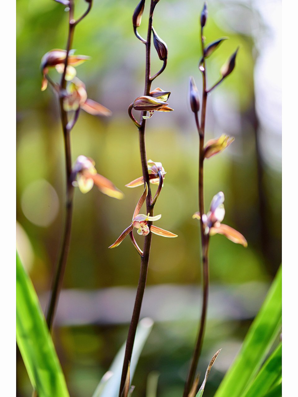 墨兰闻香首选小香 历经了去夏重庆的高温浩劫,小香依然花开依旧,香气