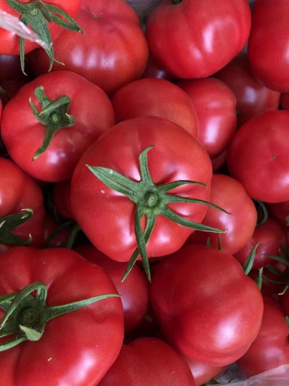 好吃不贵的普罗旺斯水果西红柿 陕西泾阳普罗旺斯水果西红柿一箱5斤