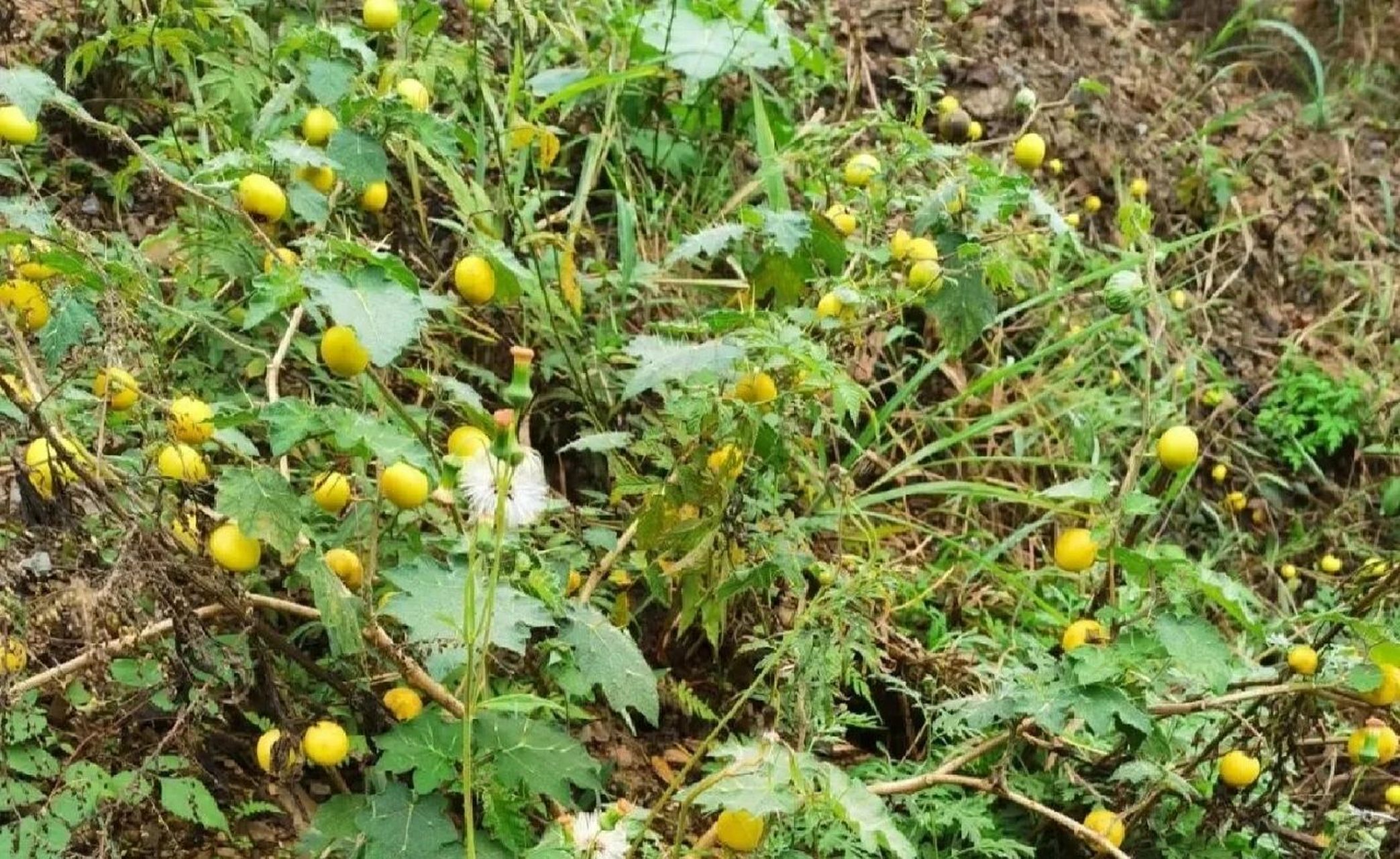 为芸香科植物两面针的干燥根.全年均可采挖,洗净,切片或段,晒干.