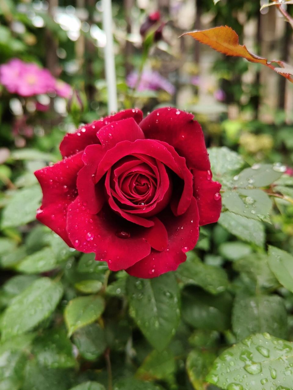 月季测评之 恩钿女士/波特罗/温斯顿 大红色大花茶香月季,颜色很正的