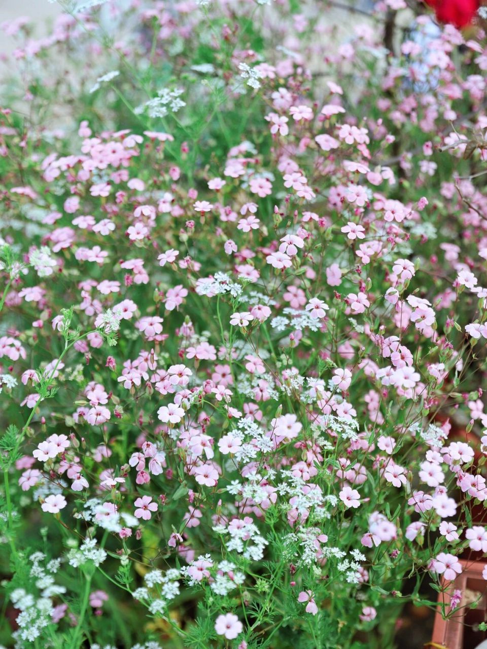 金创圣药,通乳佳品——王不留行  王不留行别名王不留,麦蓝菜.