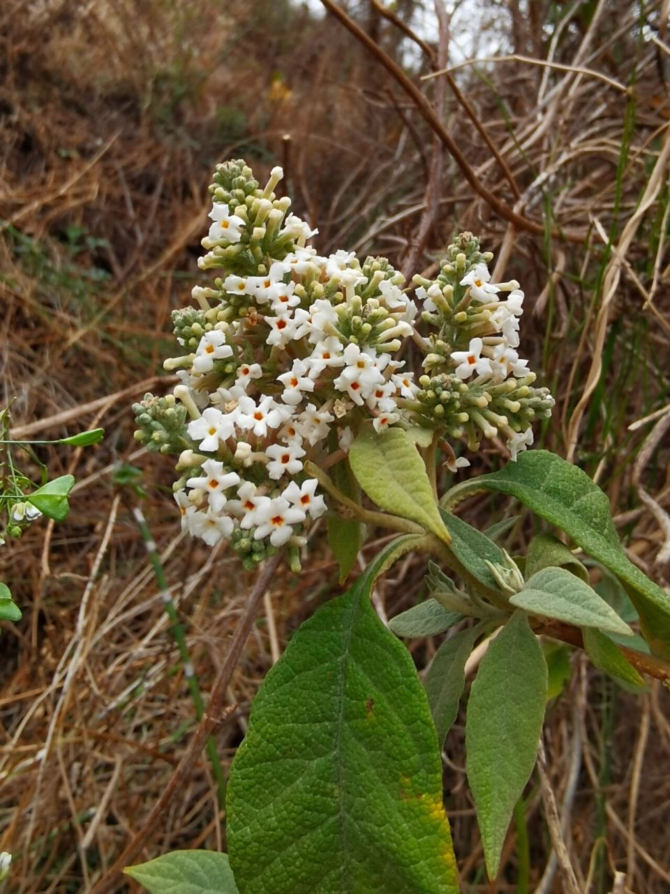 密蒙花抑菌液图片