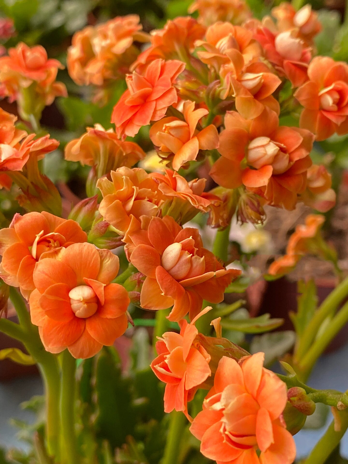 鹿角橙～(74)记录长寿花的日常 鹿角橙～非常漂亮的橙色,大高个的鹿角