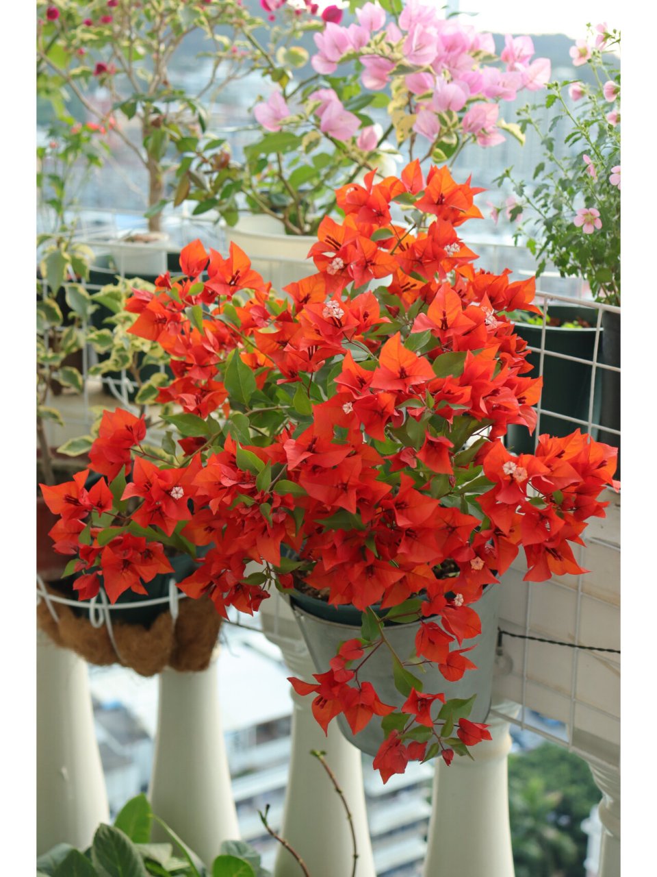 三角梅热火桑巴 桑巴早就开爆盆了,但是一直都拍不好这个红红火火的